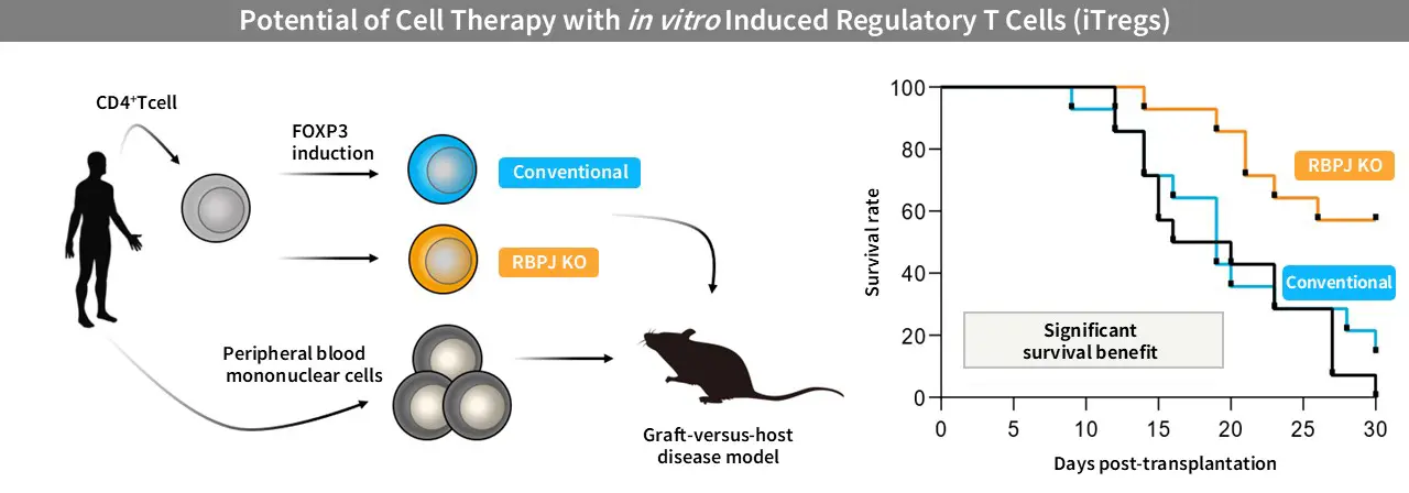 Possibility of cell therapy with induced regulatory T cells