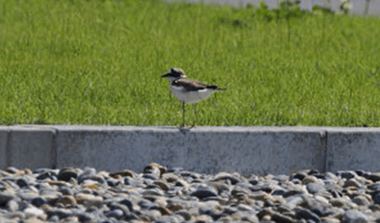 Photo Little Ringed Plover