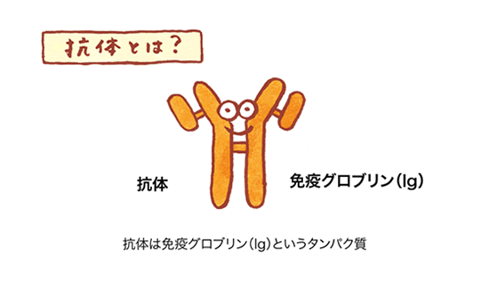抗体とは?の図01