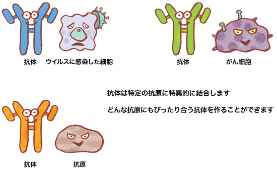 抗体とは?の図02