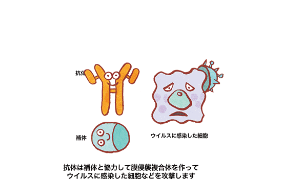抗体とは?の図04