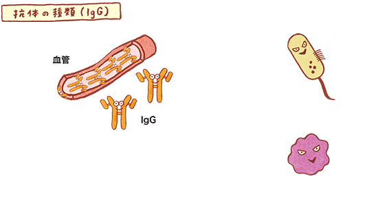抗体の種類(IgG) の図