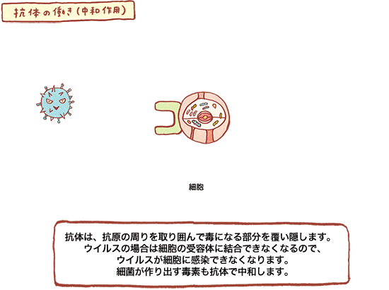 抗体の働き（中和作用）の図