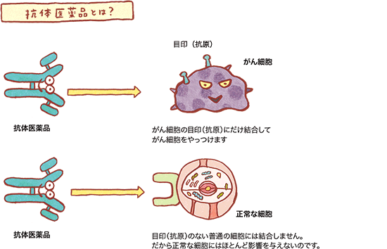 抗体医薬品とは?の図