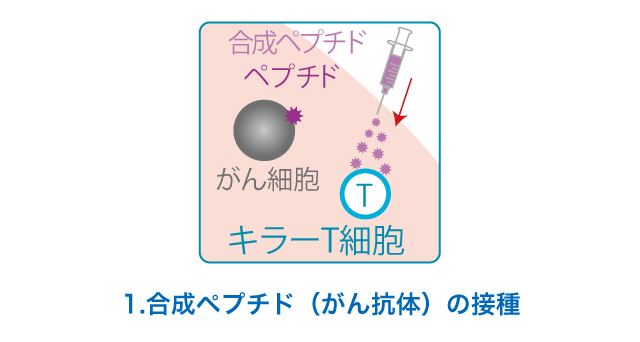 1.合成ペプチド（がん抗体）の接種