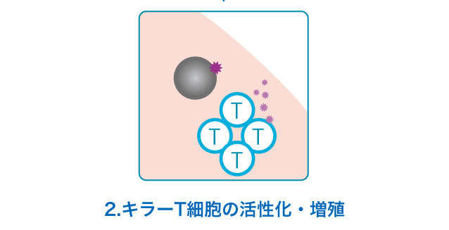 2.キラーT細胞の活性化・増殖
