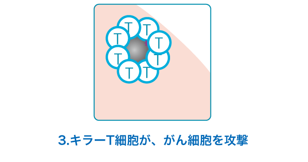 3.キラーT細胞が、がん細胞を攻撃