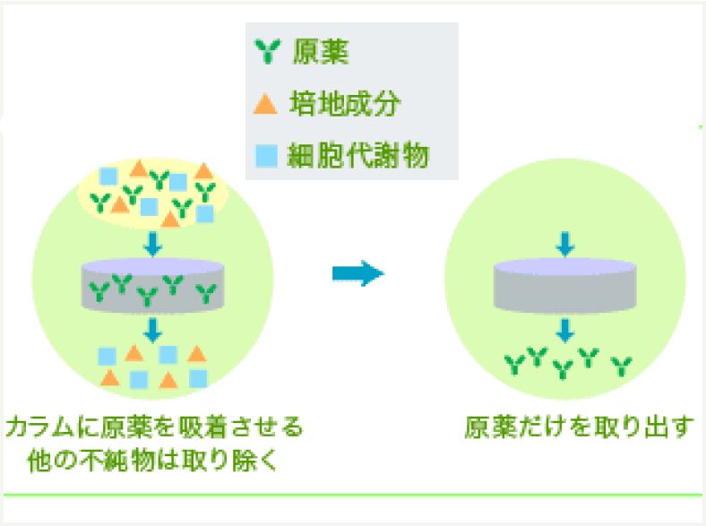 カラムに原薬を吸着させる。他の不純物は取り除く→原薬だけを取り出す。