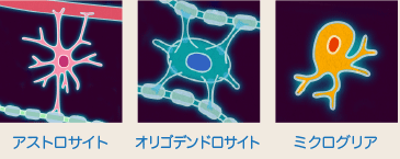 アストロサイト・オリゴデンドロサイト・ミクログリア