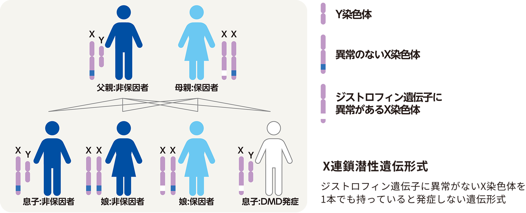 DMDの遺伝形式を示す図