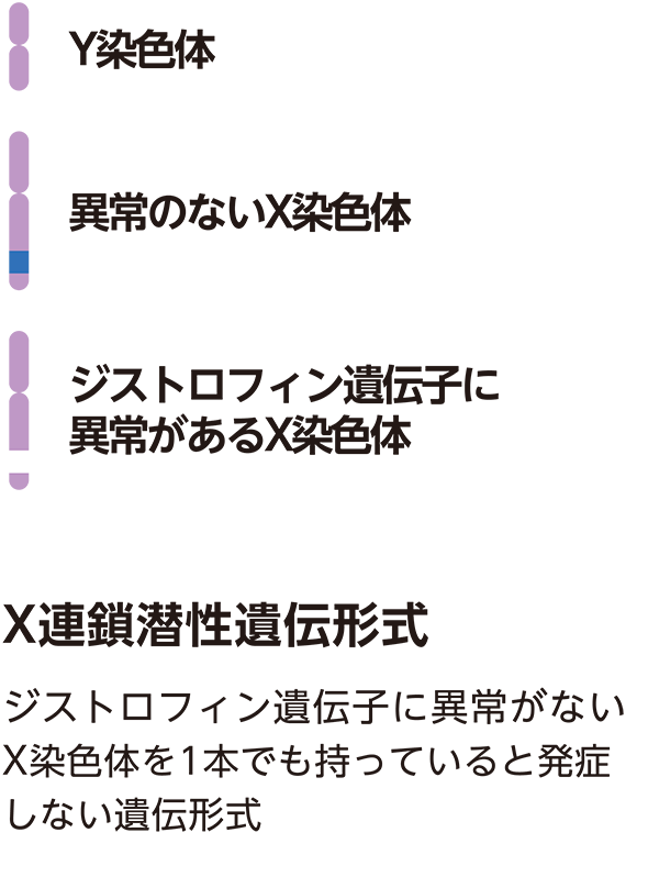 DMDの遺伝形式の説明図