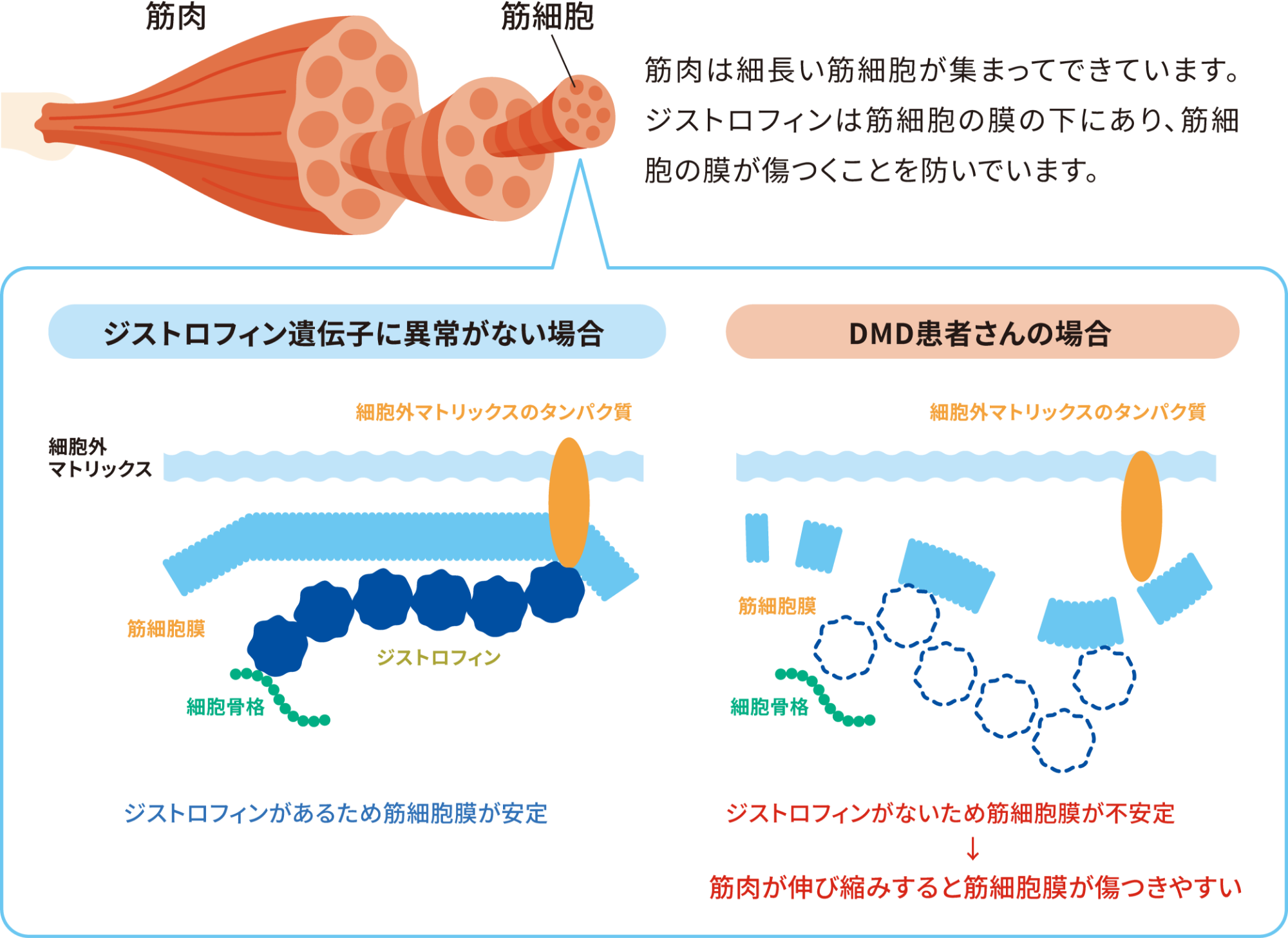 ジストロフィンの役割を説明する図