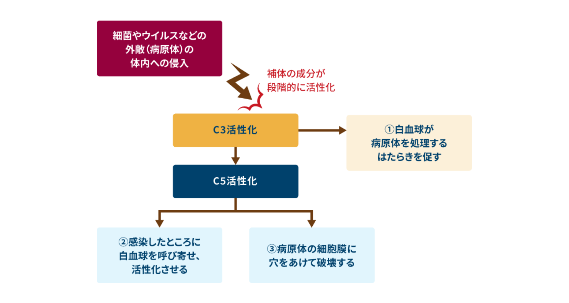 補体のはたらき（イメージ）補体成分の段階的な活性化と免疫反応における3つの役割